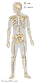 A bone's structure includes cartilage, blood vessels, and. Human Skeleton Parts Functions Diagram Facts Britannica