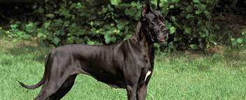 Find great dane puppies and breeders in your area and helpful great dane information. Great Dane Dog Breed Profile Petfinder