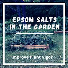 what can epsom salts do for your plants