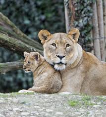 Leão tenta se aproximar de filhotes e é atacado por leoas (VÍDEO) -  14.06.2019, Sputnik Brasil