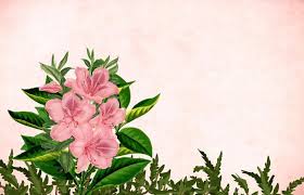 photo of pink flower background