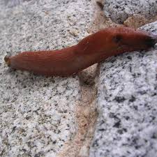 get rid of slugs in your house
