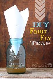 fruit flies diy fruit fly trap