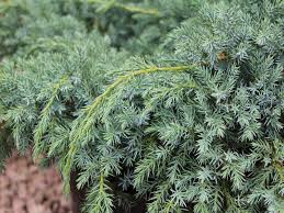 juniperus squamata blue carpet 7 5l pot