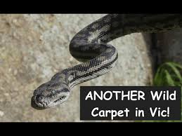 wild murray darling carpet python in