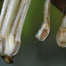 Isoetes echinospora (spiny-spored quillwort): Go Botany