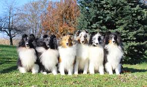 belmark shelties breeder of sheltie