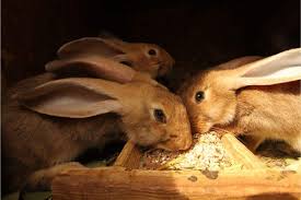 Rabbits are typically slaughtered as fryers at 5 pounds (about 10 weeks of age). Guide To Raising Rabbits For Meat