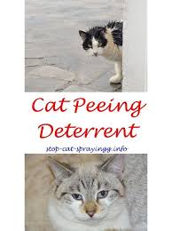 Cindi cox of the massachusetts society for the. Cat Spraying Water How Do Cats Spray After They Are Fixed Male Vs Female Cats Spraying Cat Spraying Deterrent Cat Pheromone S Cat Spray Cats Smelling Cat Pee