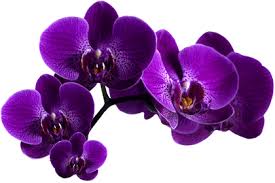 Résultat de recherche d'images pour "orchidée gif"