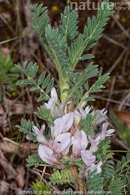 Nature Picture Library Mountain tragacanth (Astragalus ...