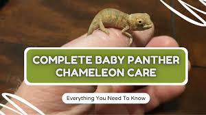 how to care for baby panther chameleons