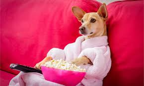 can dogs eat popcorn it depends az