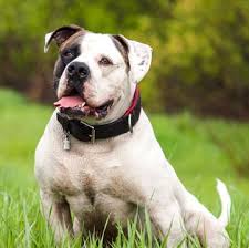 We are top blue bulldog breeders! American Bulldog Puppies For Sale Adoptapet Com