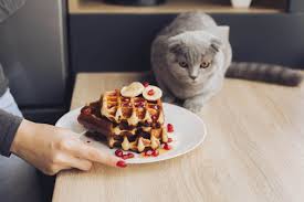 Can my cat eat that? Can Cats Eat Waffles And Pancakes Kitty Cats Blog