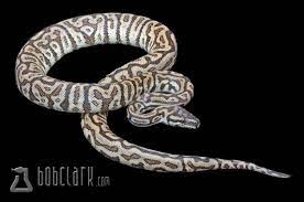 carpet python hybrid