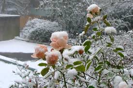 Подготовка роз к зиме: что делать, чтобы сохранить розарий