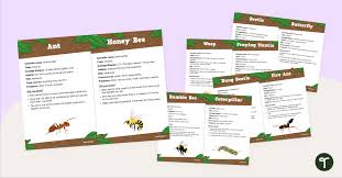types of insects minibeast fact cards