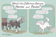 are-ponies-smarter-than-horses