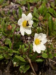 Dryas octopetala - Wikipedia