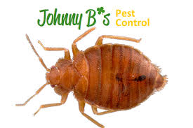 tips to prevent a bed bug encounter