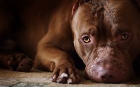 staffordshire bull terrier wallpapers