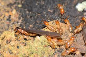 termite control how to identify and