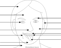 Face Diagram With Labels Under Fontanacountryinn Com