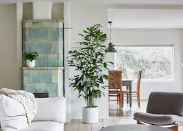 15 gorgeous houseplants that will