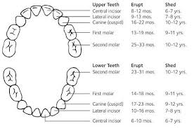 Tooth Chart Turner Pediatric Dentistry Pediatric Dentist