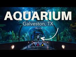 moody gardens aquarium in galveston tx