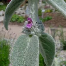 Stachys byzantina (woolly hedge-nettle): Go Botany