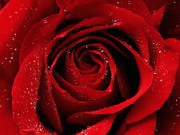 400 red rose hd wallpapers and backgrounds