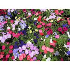 Discover the best small flowering shrubs for your home with our guide. Bunnings 100mm Assorted Potted Plants 1 90 Http Www Bunnings Com Au 100mm Assorted Potted Plants P376110 Ground Cover Roses Ground Cover Plants Ground Cover
