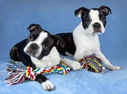 Adopt a rescue dog through petcurious. 4 Things To Know About Boston Terrier Puppies Greenfield Puppies