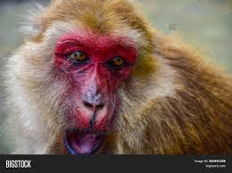 Different monkey species captured in various snapshots! Funny Monkeys Monkey Image Photo Free Trial Bigstock