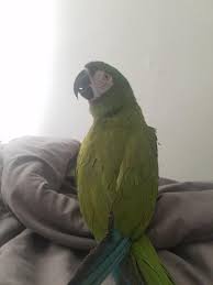 Download clker's shamrock macaw clip art and related images now. First Post On This Sub This Is Shamrock A Severe Macaw Parrots
