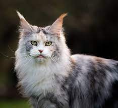 14 long haired cat breeds to love