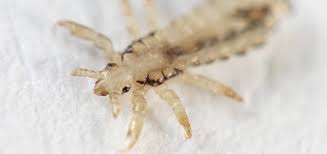 about lice and their control us epa