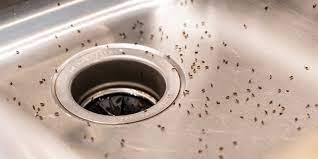 fruit flies in drain how to get rid of