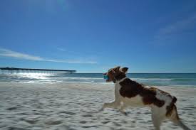 the 18 best dog friendly beaches in the