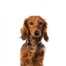 dachshund puppies breed info