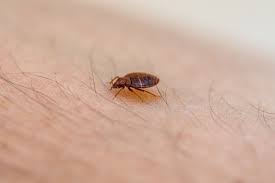do bed bugs fly or jump from person to