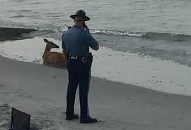 Deer Rescued At Nantasket Beach Universal Hub