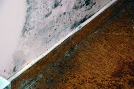 Prevent Carpet Mold After Water Damage