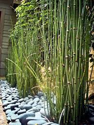 56 ideas for bamboo in the garden out