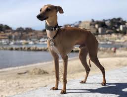 Learn about character, temperament, size, appearance the italian greyhound is a small breed of dog of the sight hound type, sometimes called an i.g., or. Italian Greyhound Borrowmydoggy Leaving Pawprints Of Happiness