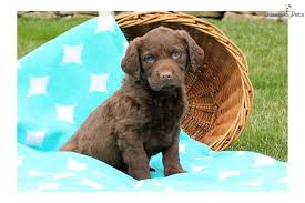These playful, loyal chesapeake bay retriever puppies are ready for their furever home. Chesapeake Bay Retriever Puppy For Sale Near Lancaster Pennsylvania 09595145 Aa51