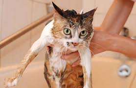So when you step in and bathe them, you are. Cat Grooming Tips Aspca
