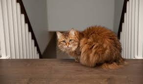 siberian cat weight by age full guide